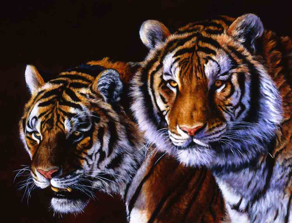 Siberian Tiger Pair by Edward Aldrich Accent & Decor Tile RW-EA008AT