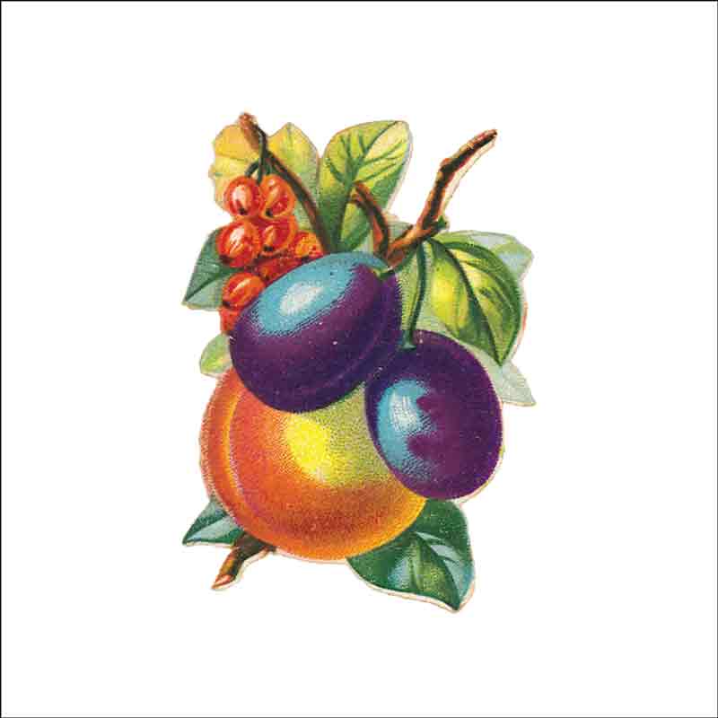 Vintage Fruit 177 by DP Art Ceramic Accent & Decor Tile AFR177AT