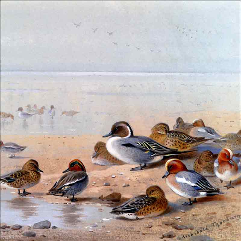 Pintail, Teal and Wigeon on the Seashore by Archibald Thorburn Ceramic Accent & Decor Tile AT2003AT
