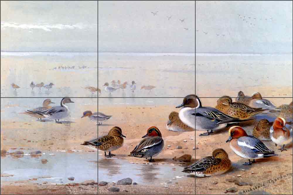 Pintail, Teal and Wigeon on the Seashore by Archibald Thorburn AT2003