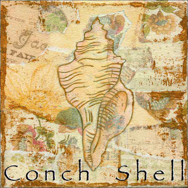 Sea Life: Conch Shell by Bridget McKenna Floor Accent Tile - CCI-BRI251AT