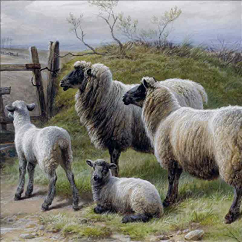 Sheep and Lambs by Charles Jones Ceramic Accent & Decor Tile CJ2005AT