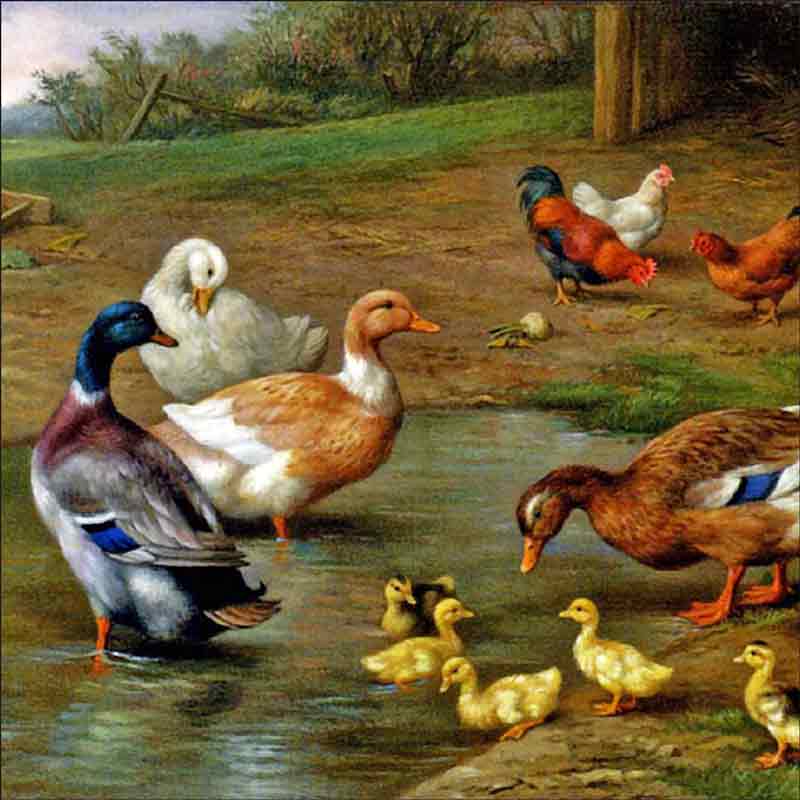 Chickens, Ducks and Ducklings Paddling by Edgar Hunt Ceramic Accent & Decor Tile EH015AT