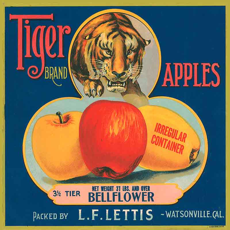 Tiger Apples Ceramic Accent & Decor Tile FCL055AT