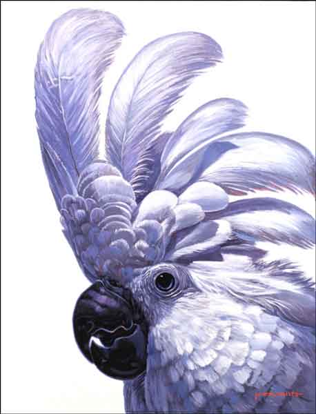 Cockatoo by Jack White Ceramic Accent & Decor Tile - JWA002AT