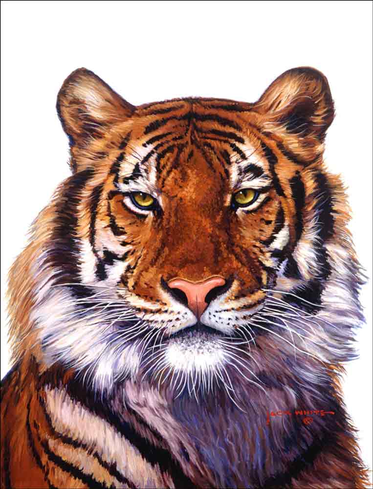 Tiger by Jack White Ceramic Accent & Decor Tile - JWA024AT