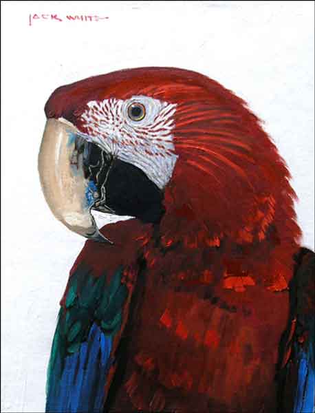Red Parrot by Jack White Ceramic Accent & Decor Tile