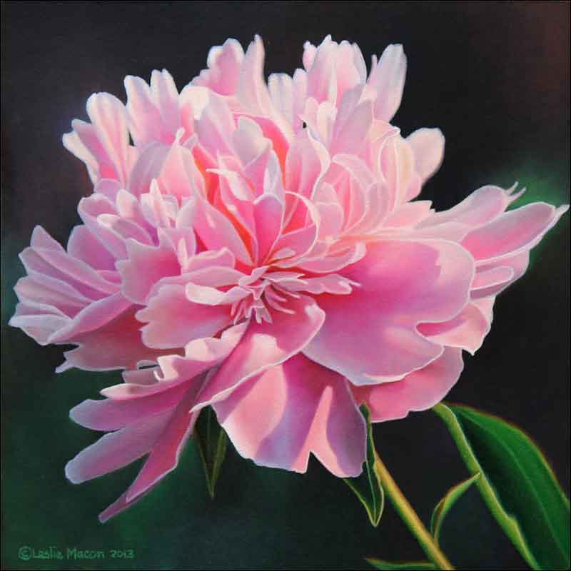Peony Study III by Leslie Macon Ceramic Accent & Decor Tile - LMA062AT