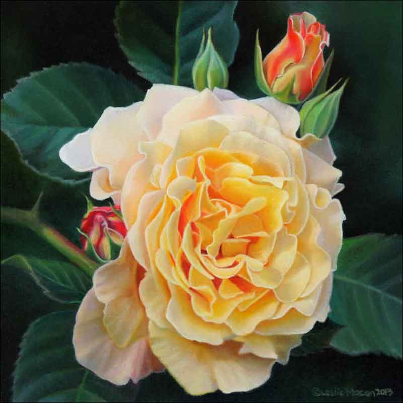 Rose Study I by Leslie Macon Ceramic Accent & Decor Tile - LMA064AT