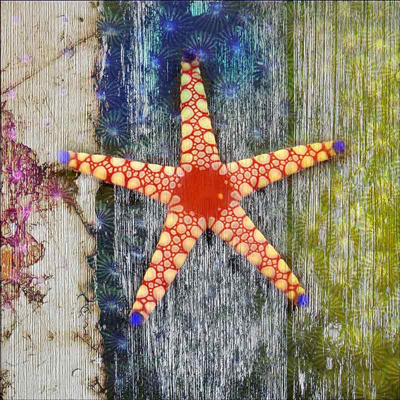 Starfish 1 by Agata & Hector Ceramic Accent & Decor Tile OB-AGA41AT
