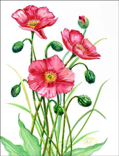 Garden Poppy by Susan Libby Ceramic Accent & Decor Tile - SLA045AT