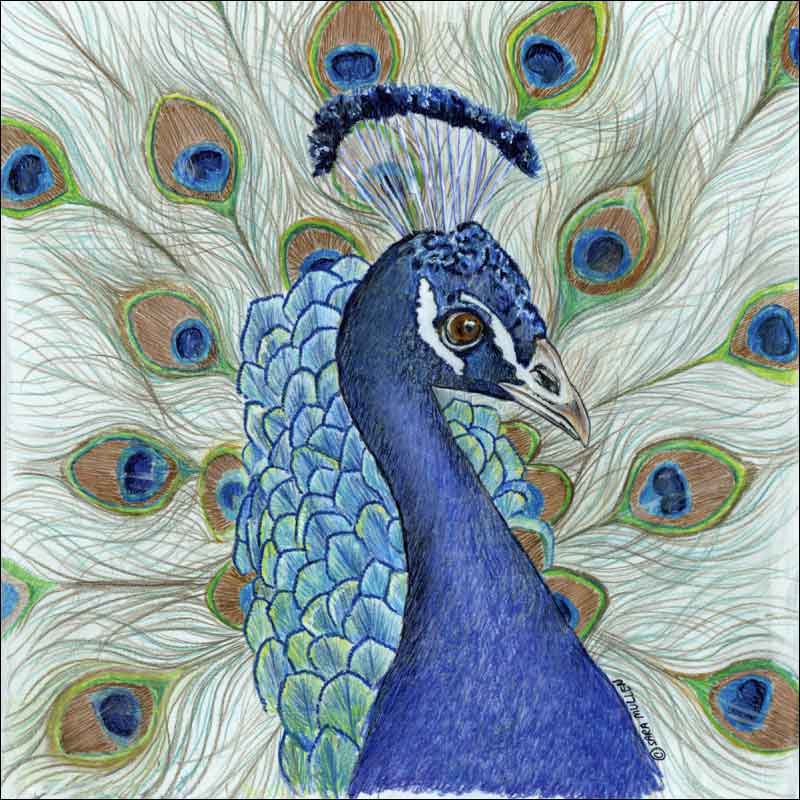 Peacock by Sara Mullen Ceramic Accent & Decor Tile - SM043AT