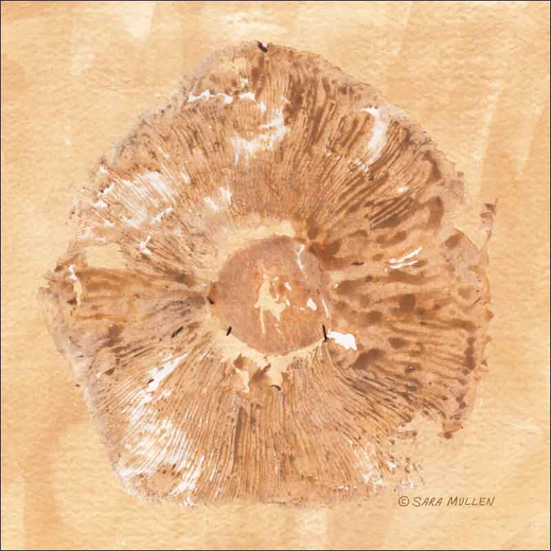 Gills 3 by Sara Mullen Ceramic Accent & Decor Tile - SM078AT