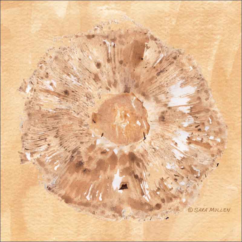 Gills 4 by Sara Mullen Ceramic Accent & Decor Tile - SM079AT