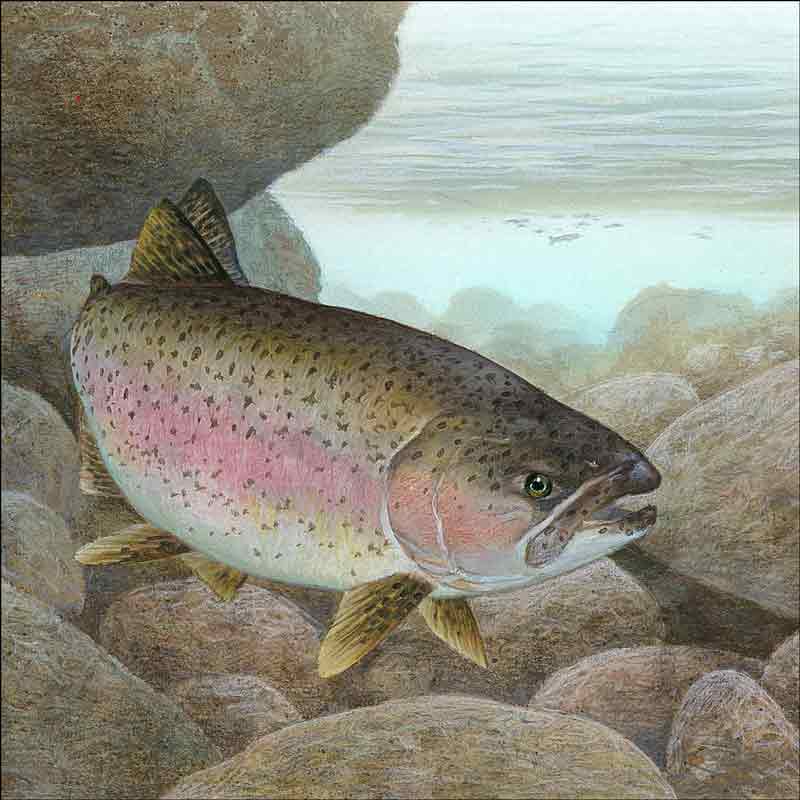 Rainbow Trout by Tim Knepp Ceramic Accent & Decor Tile - TKA008AT