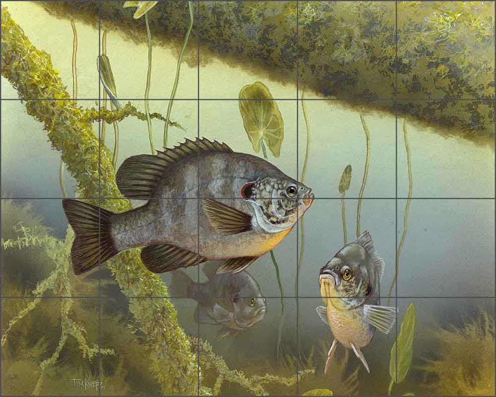 Redear Sunfish by Tim Knepp Ceramic Tile Mural - TKA009