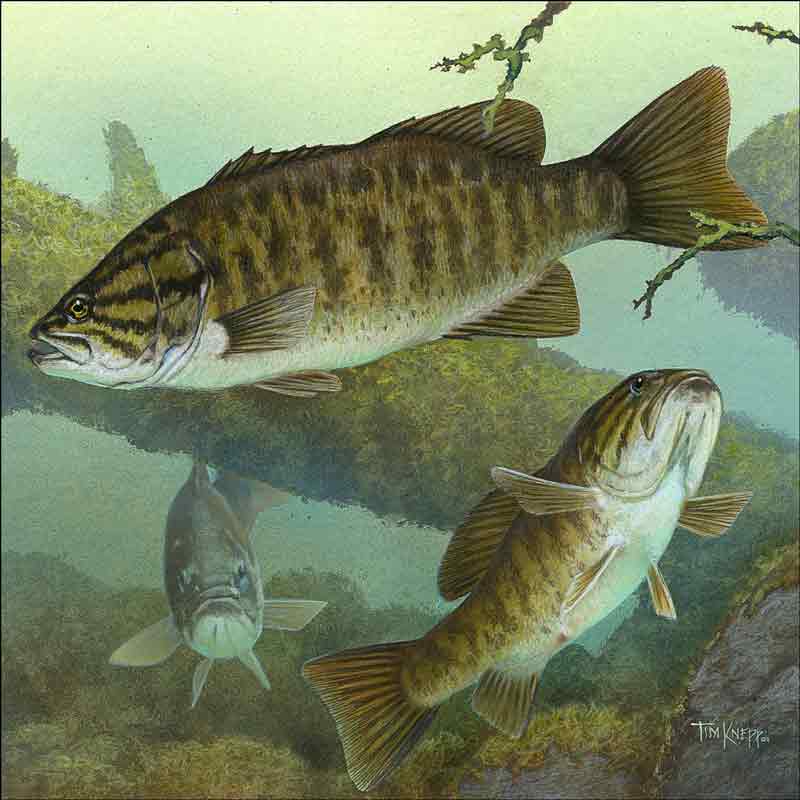 Smallmouth Bass by Tim Knepp Ceramic Accent & Decor Tile - TKA010AT